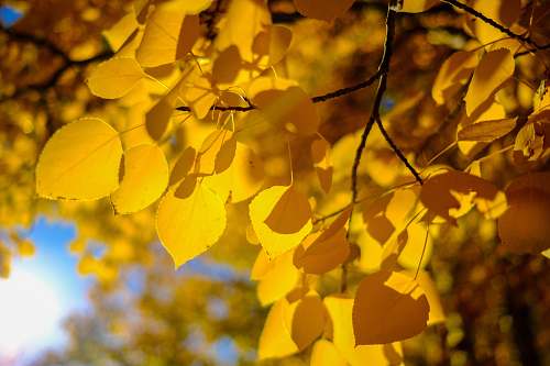 park city depth photography of yellow petaled flowers sunlight